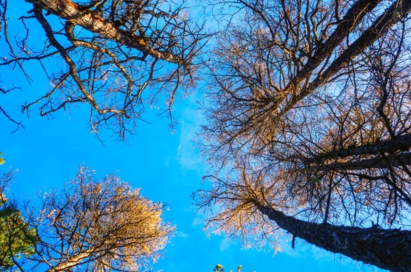 Gelbe Lärche mit blauem Himmel im Hintergrund — Stockfoto