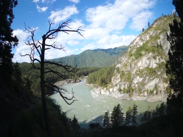 Schneller Fluss im Wald aus der Vogelperspektive — Stockvideo