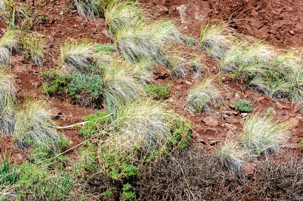 Multicolored soil of mercury occurrence in Altai steppe — Stock Photo, Image