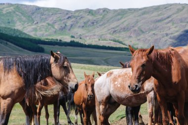 Corral ortasında küçük bir sürüsü 