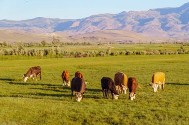 İnekler ve bir çayırda otlatma danaların