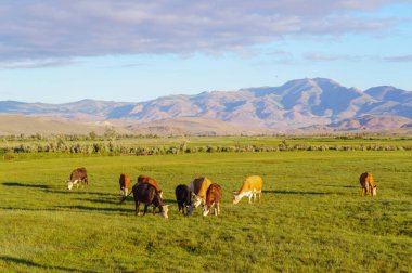 İnekler ve bir çayırda otlatma danaların