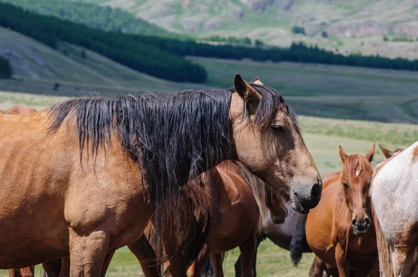 Altay corral ortasında küçük bir sürüsü 