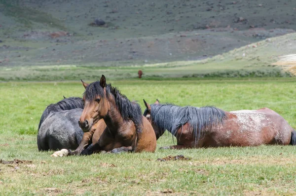 Altay corral ortasında küçük bir sürüsü 