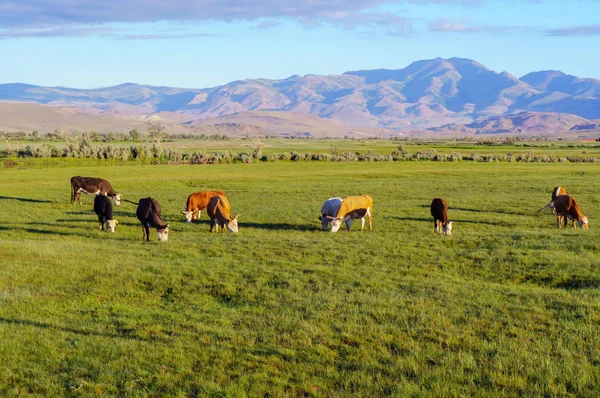 Vacas e bezerros pastando em um prado — Fotografia de Stock