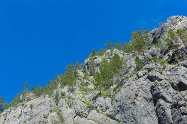 Yalnız ağaç üzerinde kayalık yamaç, mavi gökyüzü arka planda, yaz