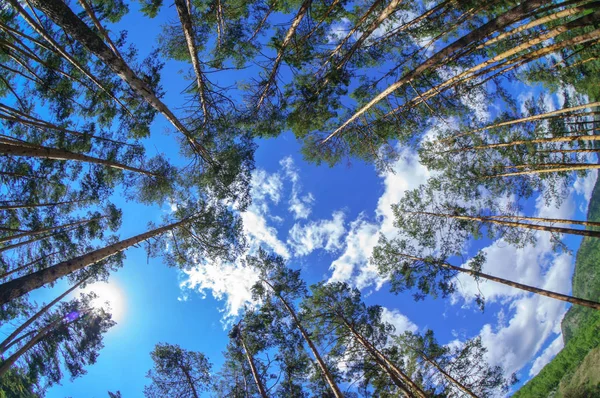 Fisheye Ansicht Des Dichten Kiefernwaldes Mit Blick Nach Oben — Stockfoto