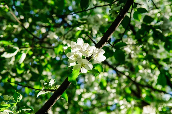 Apfelbaum Voller Blüte Mit Weißen Und Rosa Blüten Juni — Stockfoto