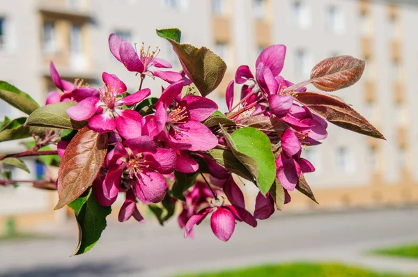 Apfelbaum Voller Blüte Mit Weißen Und Rosa Blüten Juni — Stockfoto