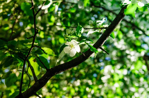 Apfelbaum Voller Blüte Mit Weißen Und Rosa Blüten Juni — Stockfoto
