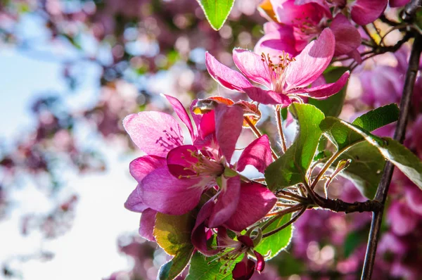 Manzano Plena Floración Con Flores Blancas Rosadas Junio —  Fotos de Stock