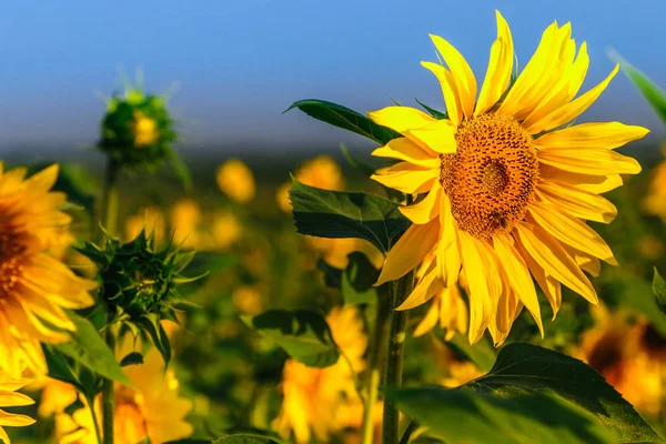 Campo Girasol Plena Floración Altai Julio Fotos de stock libres de derechos