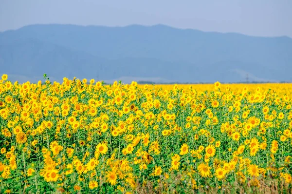 Solsikkefelt Fuld Blomst Altai Juli Stock-billede