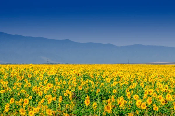 Sonnenblumenfeld Voller Blüte Altai Juli Stockfoto