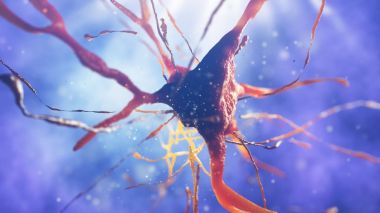 sinir hücre 3D çizimi