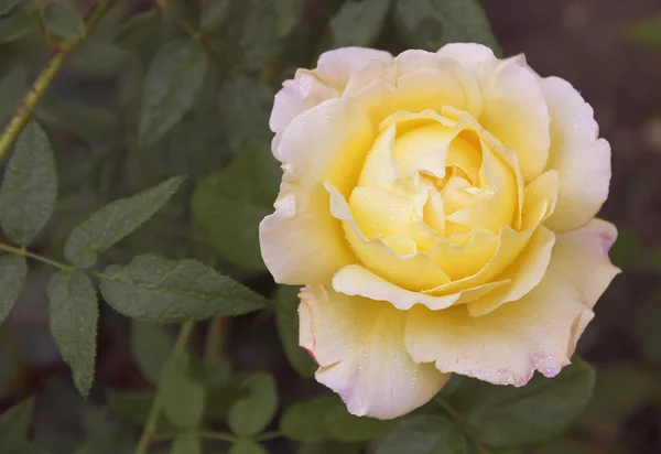 Flower gently yellow roses.The view from the top