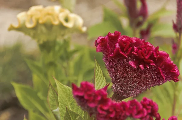 Çiçek - celosia, cockscomb için benzer.