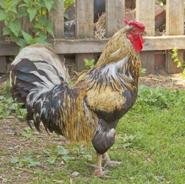 Renkli horoz çit boyunca bahçedeki yürüyüş