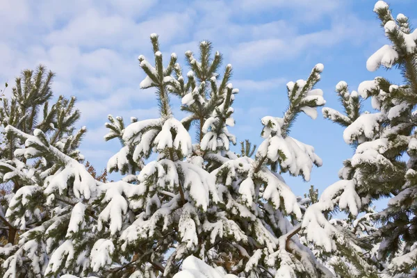 The tops of coniferous trees covered with snow — Stock Photo, Image