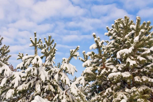 Snow-covered branches of coniferous trees against the blue sky — Stock Photo, Image