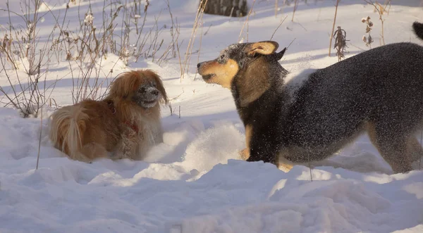 Two dogs-small and large-play in the fluffy snow — Stock Photo, Image