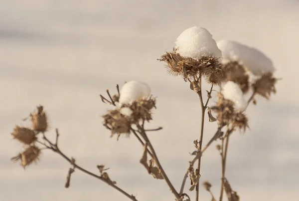 Bush dry thistles in winter in the snow — Stock Photo, Image