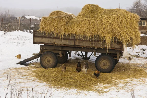Trailer with hay on a white snow in the middle of the village