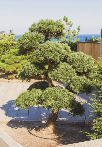 Parkta büyük Bonsai ağacı
