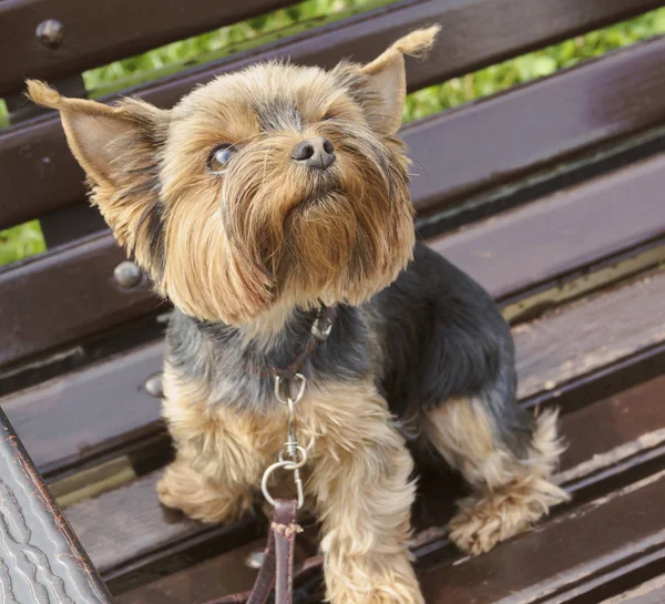 Püsküllü kulağa komik Yorkshire Terrier