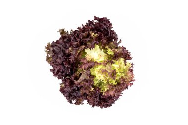 Salata yaprakları, kırmızı yaprak marul