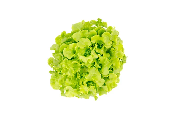 Вид зверху, салат з листя, Зелена дуб — стокове фото