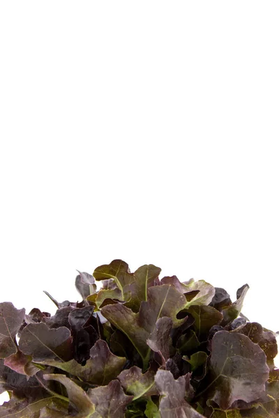Sałatka z liści, Baby Red sałata — Zdjęcie stockowe