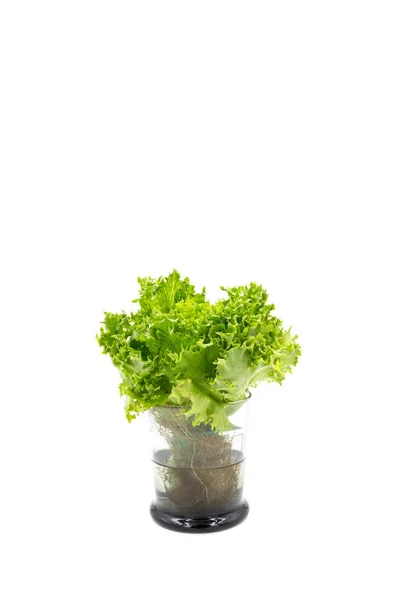 Salata yaprakları cam