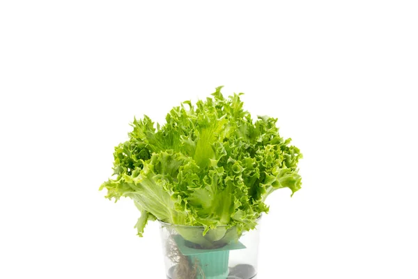 Salata yaprakları cam