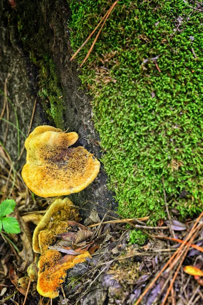 나무 위에 있는 버섯 — 스톡 사진