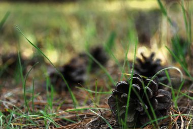 çam kozalakları yakın çekim