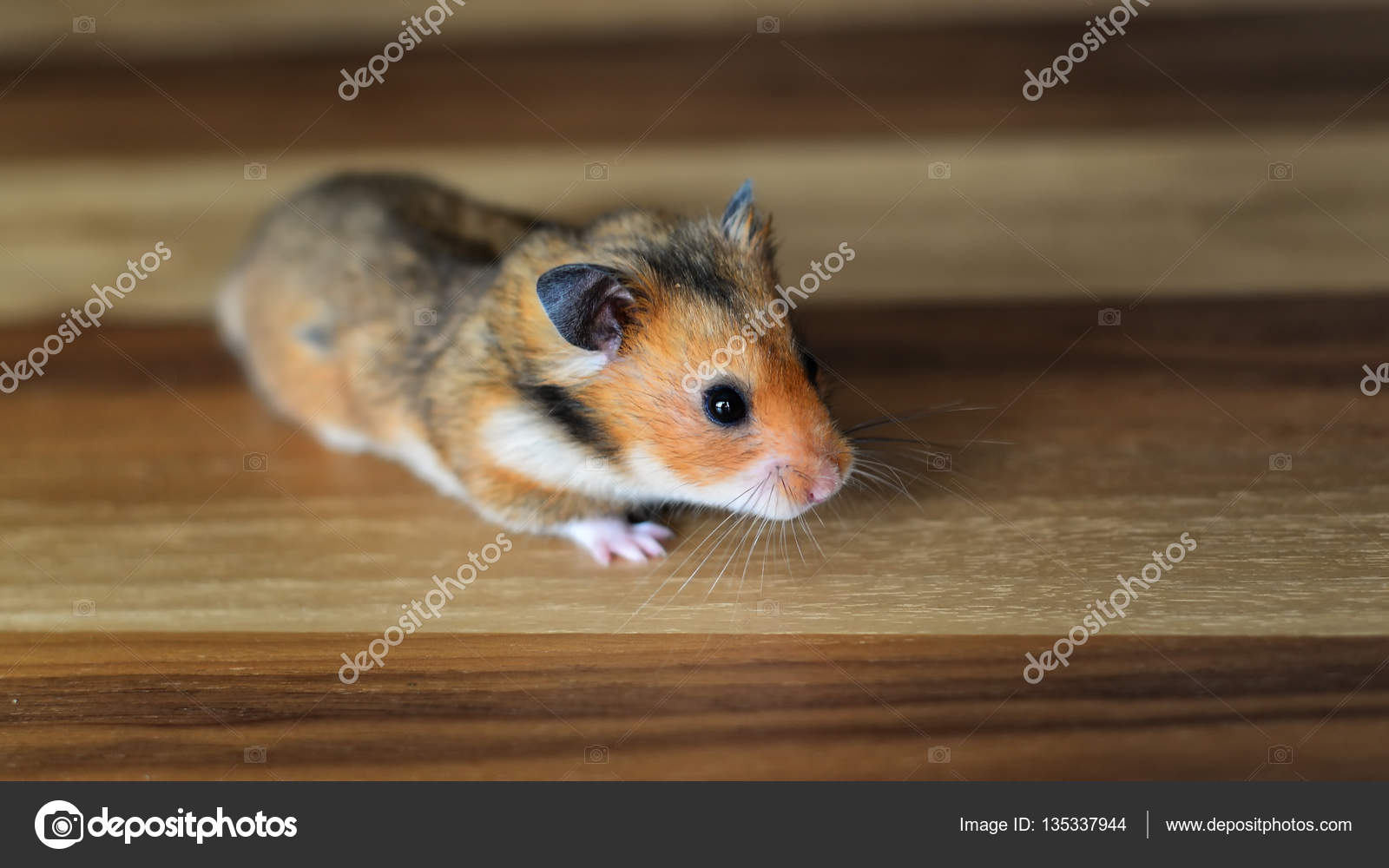 Brown Teddy Bear Hamsters