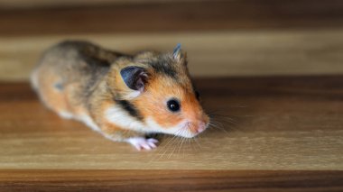 Sevimli Hamster yakın bakış