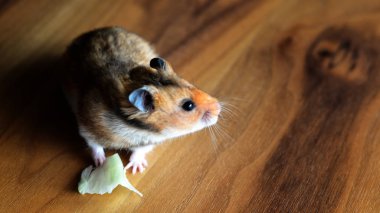 Sevimli Hamster yakın bakış