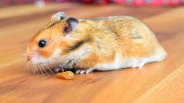 Sevimli Hamster yakın bakış
