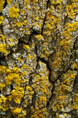 Ağaç gövdesi ile sarı lekeler
