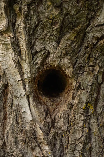 Trou Pic Sur Arbre — Photo