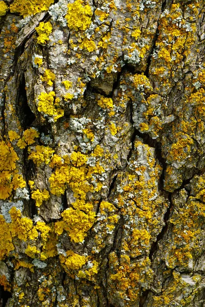 Tronco Árvore Com Manchas Amarelas Nele — Fotografia de Stock