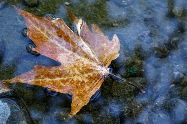 Suda sonbahar yaprağı gizli görüntü