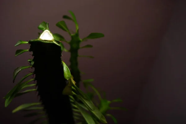 Euphorbia Trigona Succulent Close View — Stock Photo, Image