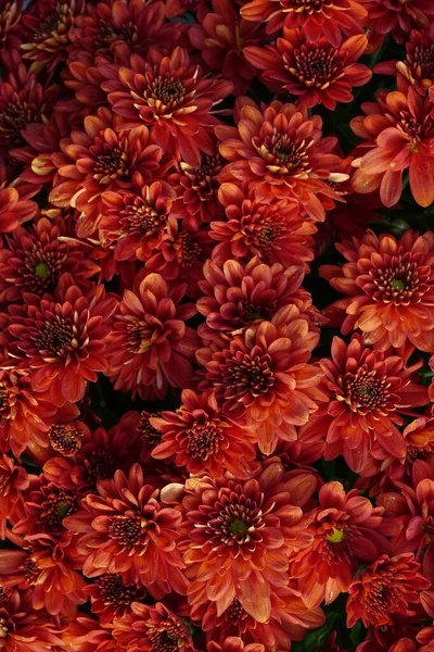 Assorted Colored Chrysanthemum Texture Background — Stock Photo, Image