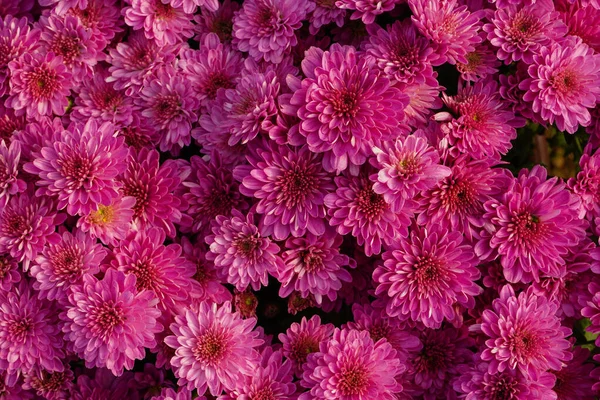 Assorted Colored Chrysanthemum Texture Background — Stock Photo, Image