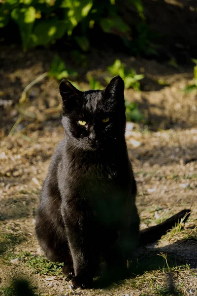 Fekete Macska Portré Közelről — Stock Fotó