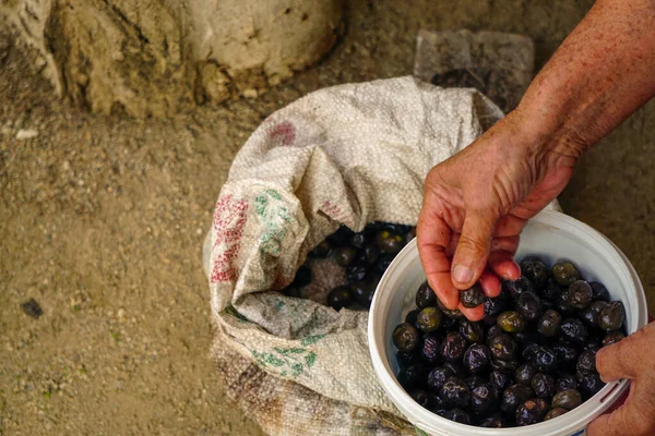 Black olives handpicked and pickled in woman hand candid image