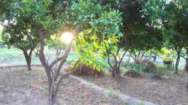 Ağaçların ve çiçeklerin bahçesinde günbatımı ışınlar